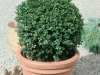 Buxus Sempervirens